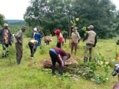 Mamou/Biodiversité : le point sur la campagne de reboisement 2022