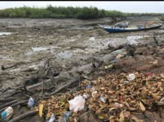 Guinée : La protection des zones de mangrove une urgence environnementale de l’heure